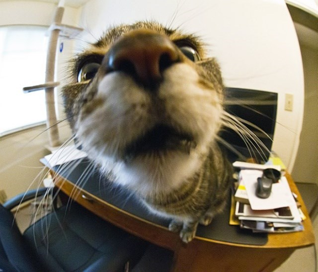 A beautiful brown cat sitting on a desk